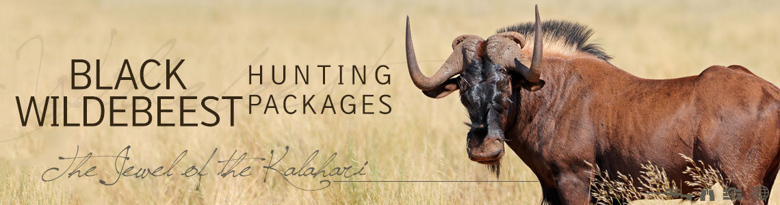 Black Wildebeest Hunt in Africa