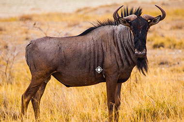 Blue Wildebeest Shot Placement