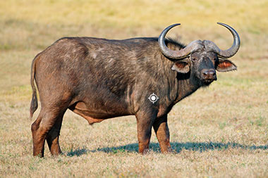Buffalo Hunting Shot Placement