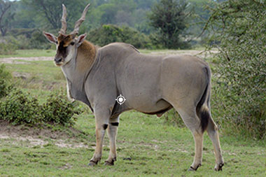 Eland Shot Placement