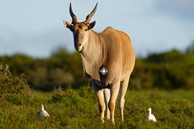 Eland Shot Placement