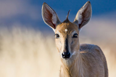 Duiker Shot Placement Hunting with Tinashe