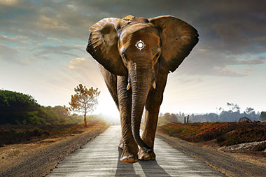 Elephant Shot Placement