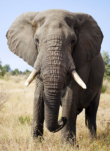加入Tinashe Outfitters在南非狩猎大象