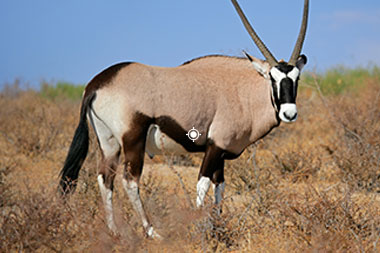 Oryx Shot Placement