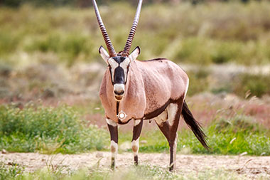 Oryx Shot Placement