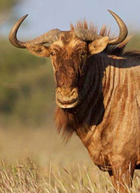 加入Tinashe Outfitters在南非狩猎金角马