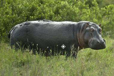 Hunting Hippo with Tinashe Shot Placement