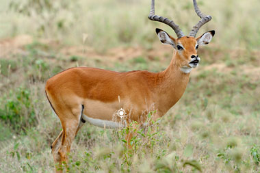 Hunting Impala in South Africa