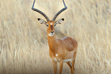 Hunting Impala in South Africa