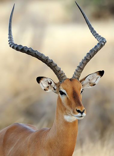 加入Tinashe Outfitters在南非狩猎黑斑羚