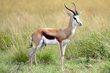 Hunting Springbuck Shot Placement