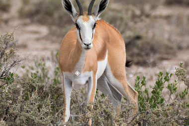 Hunting Springbuck Shot Placement