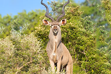 Kudu Hunting Shot Placement