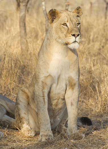 加入Tinashe Outfitters在南非狩猎狮子