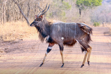 Hunting Nyala with Tinashe Shot Placement