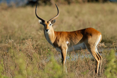 Hunting Red Lechwe in South Africa