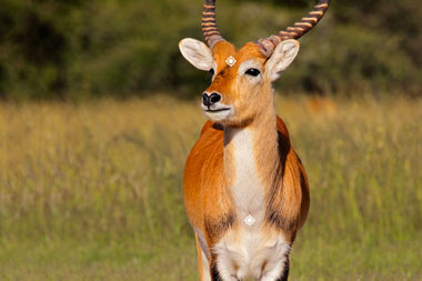 Hunting Red Lechwe in South Africa