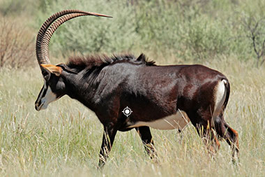 Hunting Sable Shot Placement