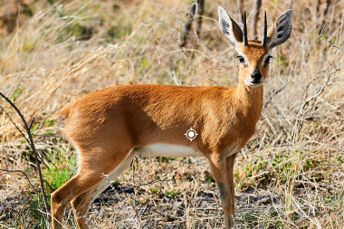 Hunting Steenbuck with Tinashe