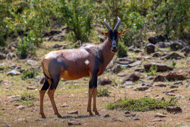 Hunting Tsessebe with Tinashe Shot Placement