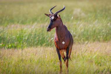Hunting Tsessebe with Tinashe Shot Placement