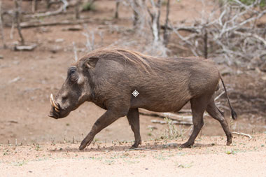 Hunting Warthog Shot Placement