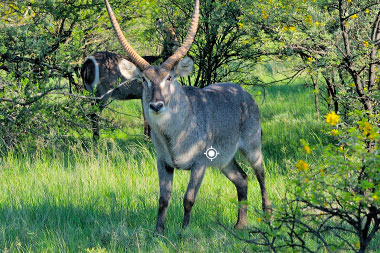 Waterbuck Hunting Shot Placement