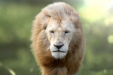 Hunting White Lion in South Africia