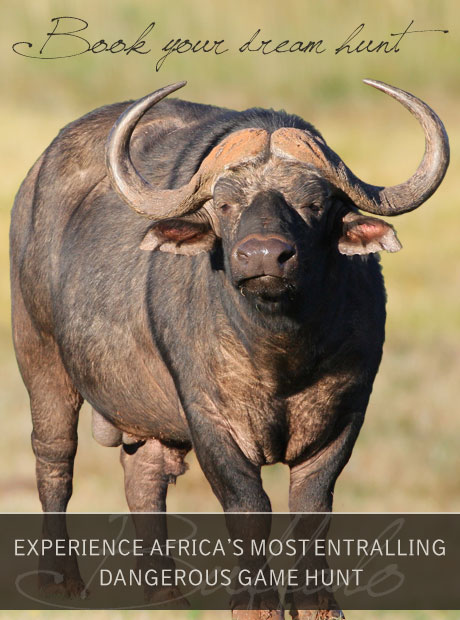 Book Your Buffalo Hunt with Tinashe