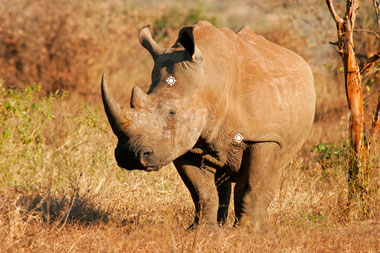 White Rhino Hunt Shot Placement